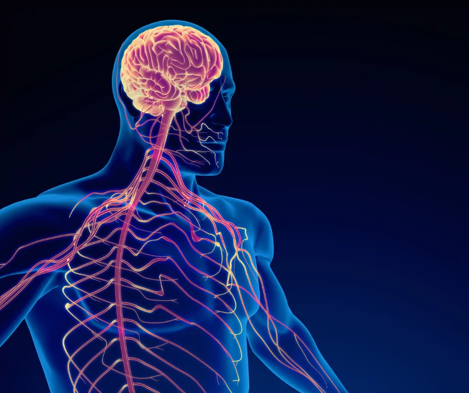 Bioniczne nerwy: Nowe technologie wspierające regenerację uszkodzonych połączeń nerwowych